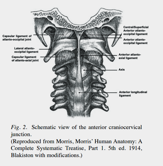 The atlantoocciptal joint 