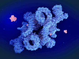 Rapamycin mTORCI