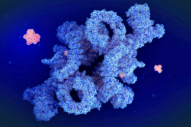 Rapamycin mTORCI