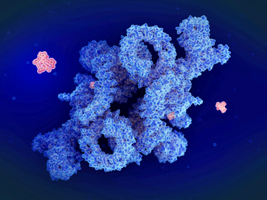 Rapamycin mTORCI