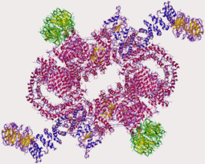 mTORC1-complex