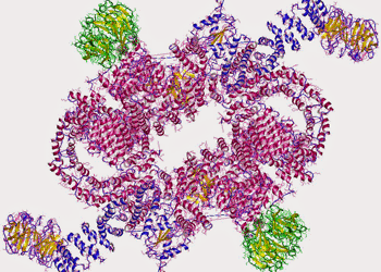 mTORC1-complex