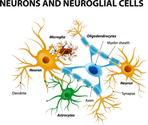 Glial cells