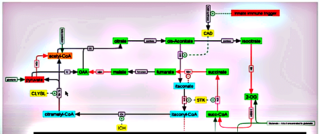 Itaconate shunt