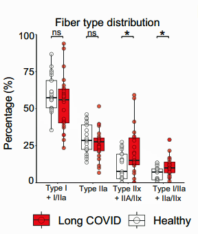 Muscle fiber types in long COVID