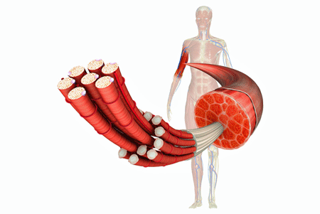 Exercise Causes Muscle Damage and Energy Depletion in Long COVID