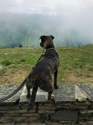 River Hurricane Ridge 