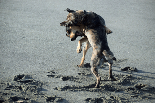 River Skye playing Oregon Beach