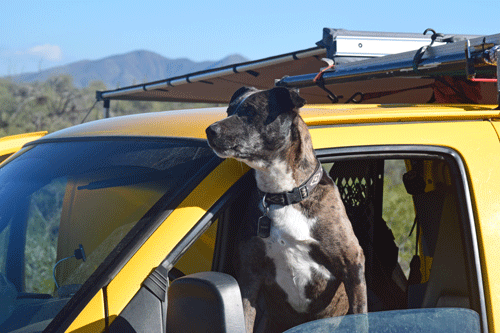 Fierce van protector (2021)