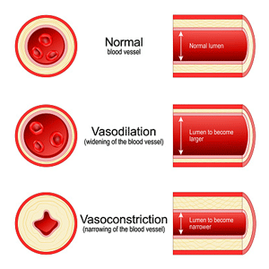 Constricted and dilated blood vessels