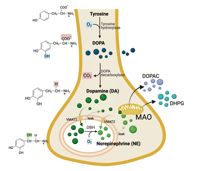 The catecholamine hypothesis