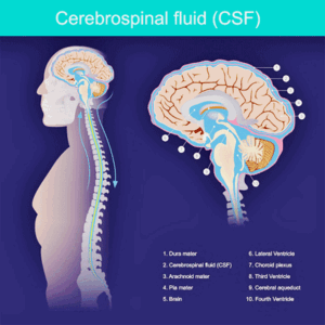 cerebrospinal fluid