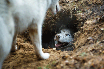 Dog digging a hole