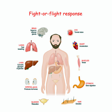 Fight/flight response