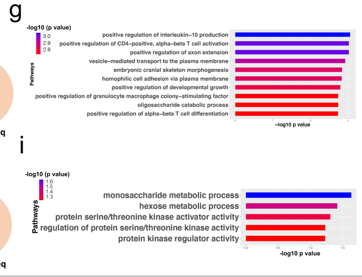 Muscle gene expression pathways in men and women
