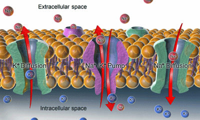 Sodium Potassium pump