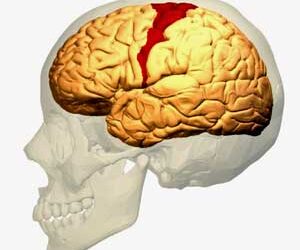 motor cortex