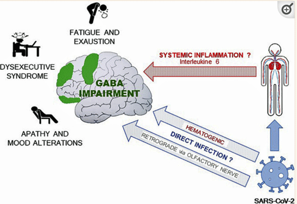GABA brain pathway
