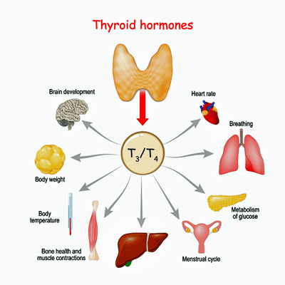 Effects of thyroid hormone