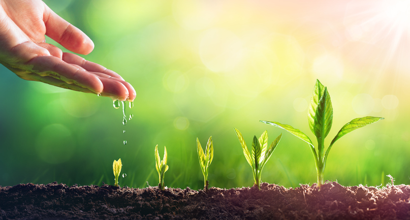 watering seedlings