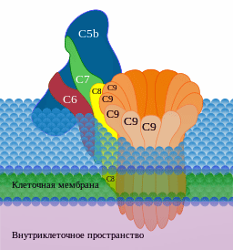Membrane attack factors - complement