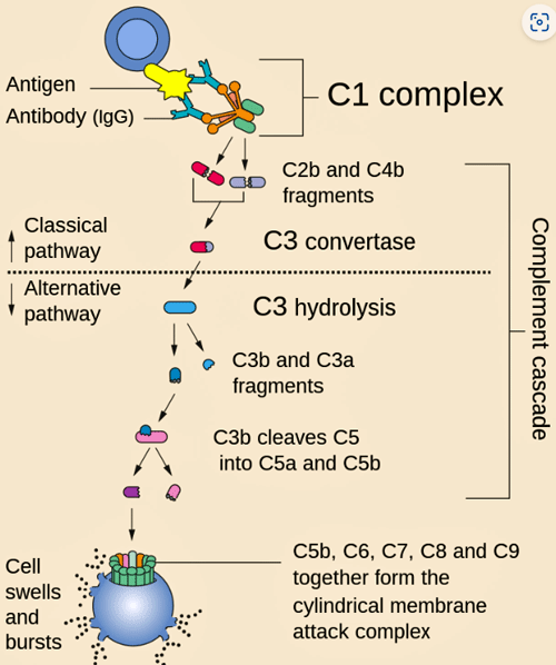 Complement Cascade