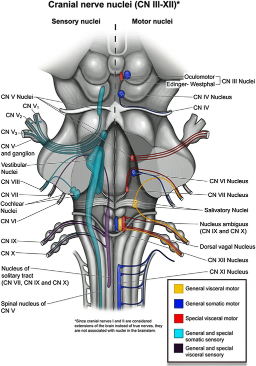 Brainstem