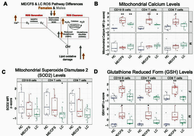 Check out the dramatically elevated mitochondrial calcium levels in the ME/CFS patients (red) in particular (healthy controls- blue, long COVID - green). Also notice the reduction in the SOD2 antioxidant but the dramatic elevation the ME/CFS patients glutathione levels - indicating that an upramping of the antioxidant system has occurred