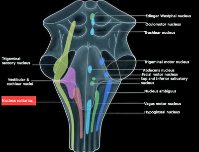 nucleus solitarius