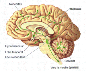 Locus coeruleus