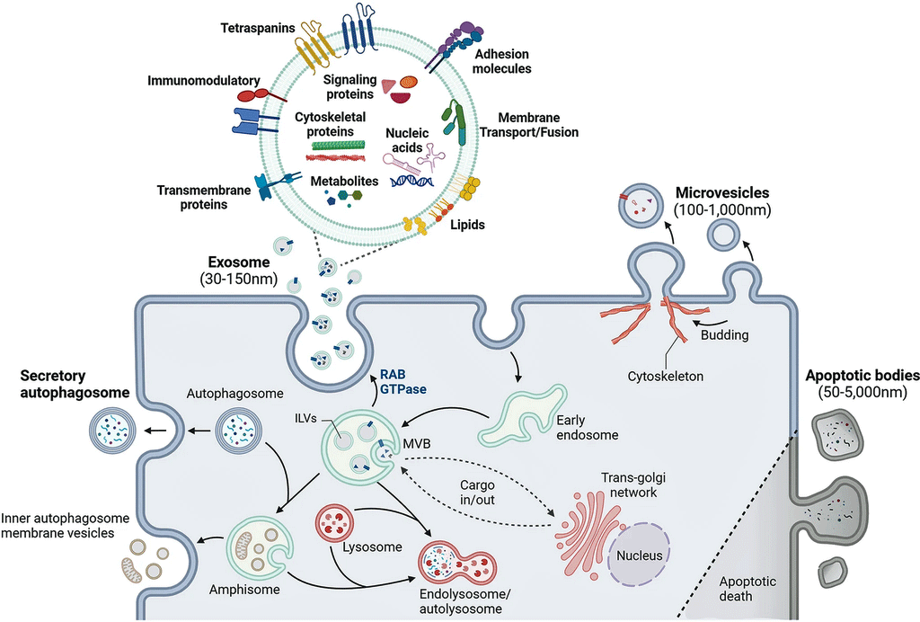 Extracellular vesicle