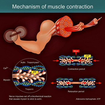 Muscle contraction