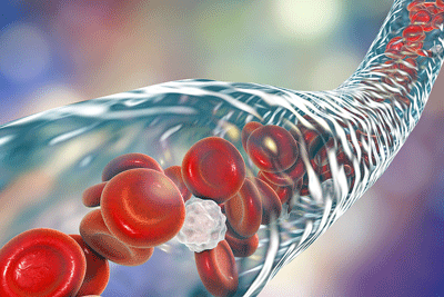 blood vessels