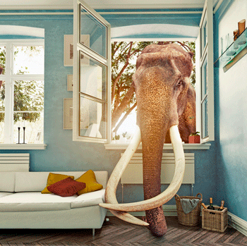 The “Elephant in the Room” Awakens: The Severely Ill with ME/CFS After Maeve’s Tragic Death