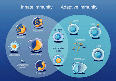 Innate vs adaptive immune response