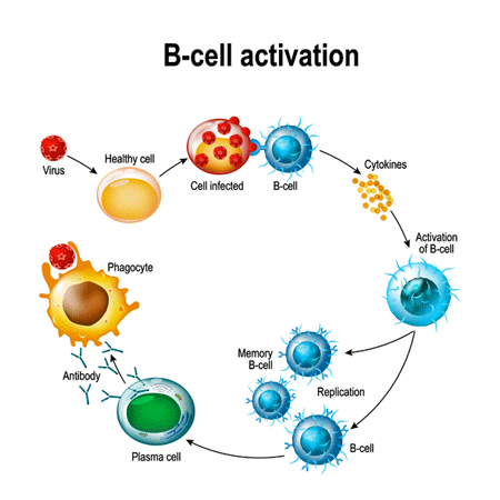 B-cell Activation