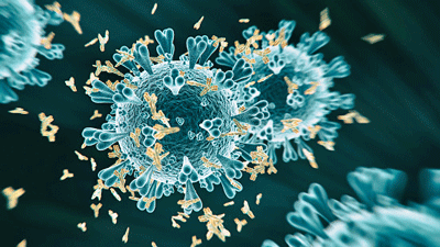 Antibodies