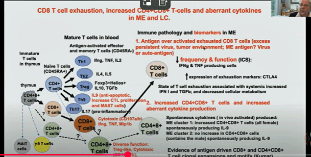 CD8 Exhaustion Model