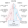 Did a Lab Study Just Uncover an Craniocervical Instability Subset in ME/CFS?