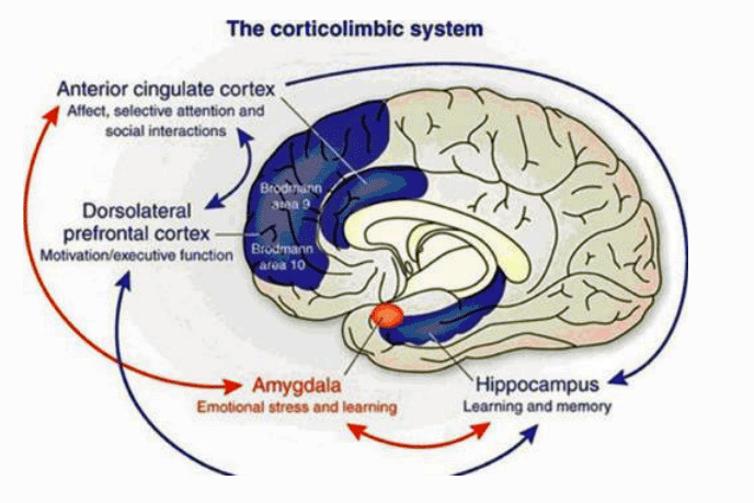 Corticolimbic System