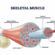 Deconditioning Denied but ME/CFS / Long COVID Muscle Study Raises Other Questions
