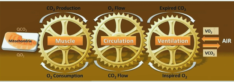 Systrom's circulatory and energy production model