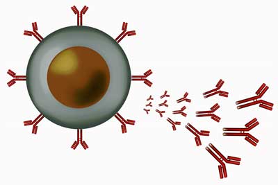 B-cells