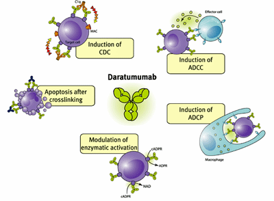 Daratumamab