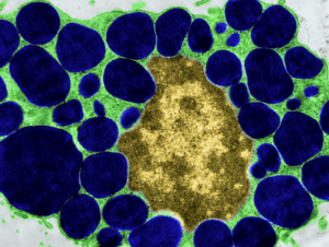 mast cells