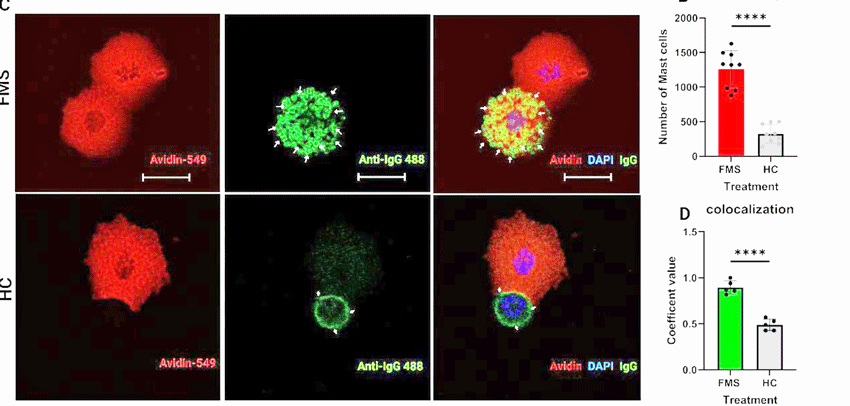 Mast cell binding to FM IgG antibodies