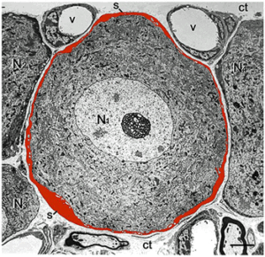 Satellite glial cell (red) surrounding sensory neuron