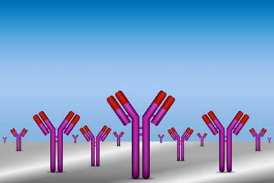 antibodies