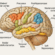 Jarred Younger Finds a VERY Inflamed Brain in ME/CFS
