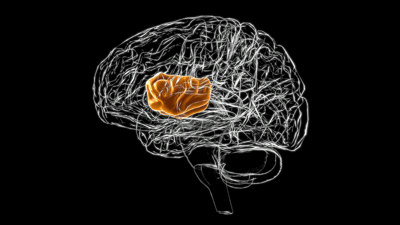 Insula